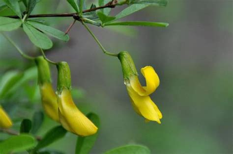 金雀花 花語|金雀花花語是什麼